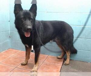 German Shepherd Dog Dogs for adoption in Downey, CA, USA