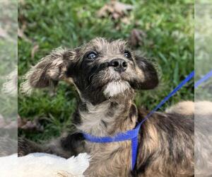 Labrador Retriever-Unknown Mix Dogs for adoption in Yardley, PA, USA