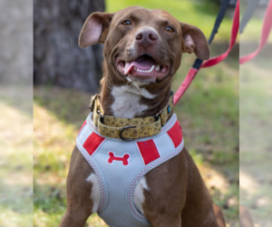 Labrador Retriever-Unknown Mix Dogs for adoption in Brooklyn Center, MN, USA