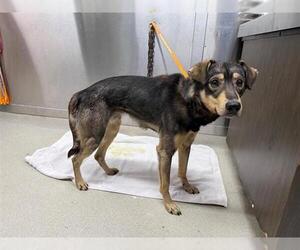- Mix Dogs for adoption in Fairbanks, AK, USA