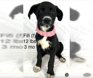 Mutt Dogs for adoption in Sterling, MA, USA