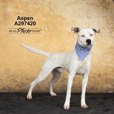 Pointer-Unknown Mix Dogs for adoption in Conroe, TX, USA