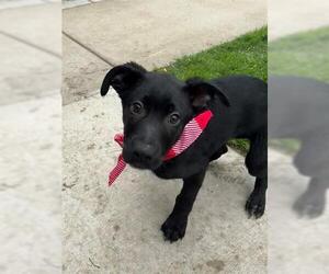 American Pit Bull Terrier Dogs for adoption in Tulsa, OK, USA