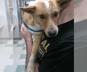 Mutt Dogs for adoption in Oklahoma City, OK, USA