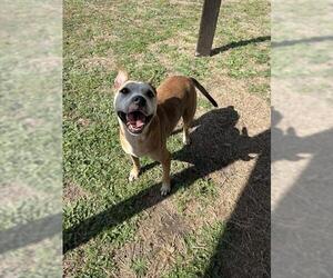 American Pit Bull Terrier-Unknown Mix Dogs for adoption in Corpus Christi, TX, USA