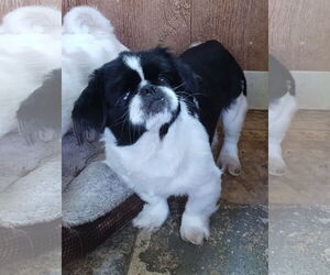 Pekingese Dogs for adoption in Oakdale, TN, USA