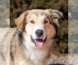 Collie-Great Pyrenees Mix Dogs for adoption in Albuquerque, NM, USA