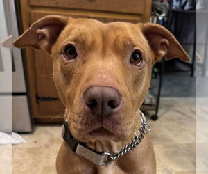 American Pit Bull Terrier-Unknown Mix Dogs for adoption in Raleigh, NC, USA