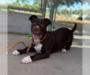 American Pit Bull Terrier-Dachshund Mix Dogs for adoption in Modesto, CA, USA