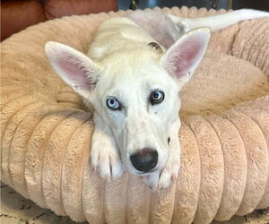 Unknown-white german shepherd Mix Dogs for adoption in Hoffman Estates, IL, USA