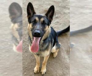 German Shepherd Dog-Unknown Mix Dogs for adoption in Riverside, CA, USA
