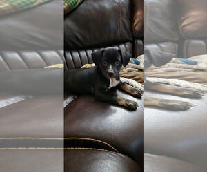 Chiweenie Dogs for adoption in Ball Ground, GA, USA