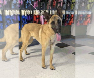 Mutt Dogs for adoption in Salt Lake City, UT, USA