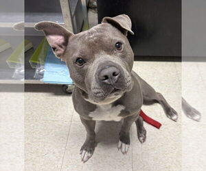 American Pit Bull Terrier Dogs for adoption in Bridgewater, NJ, USA