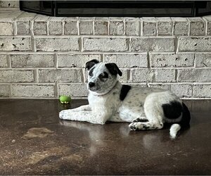 Spaniel-Unknown Mix Dogs for adoption in Boston, MA, USA