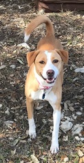 English Foxhound Dogs for adoption in San Antonio, TX, USA