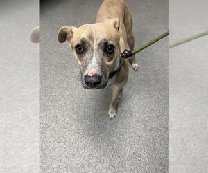 Feist Terrier-Unknown Mix Dogs for adoption in Palmetto, FL, USA