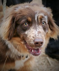Australian Shepherd Dogs for adoption in Edmond, OK, USA