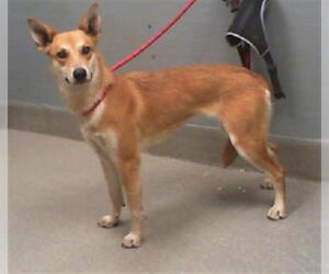 German Shepherd Dog-Unknown Mix Dogs for adoption in Las Vegas, NV, USA
