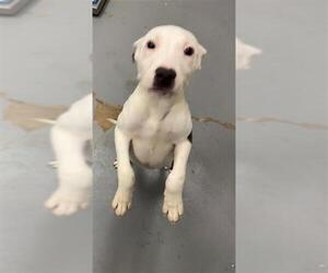 Mutt Dogs for adoption in Peoria, IL, USA