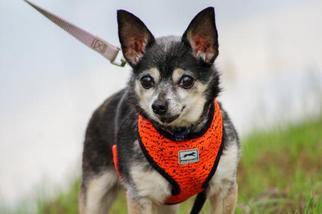 Chihuahua Dogs for adoption in Ocean Springs, MS, USA