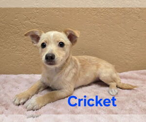 Chiranian Dogs for adoption in Modesto, CA, USA