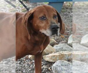 Redbone Coonhound-Unknown Mix Dogs for adoption in Marble, NC, USA