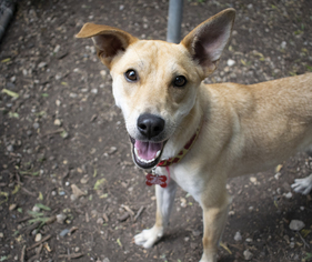 Labrador Retriever-Shiba Inu Mix Dogs for adoption in Plano, TX, USA
