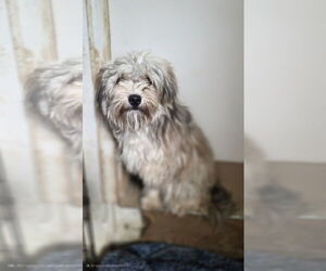 Mutt Dogs for adoption in Aurora, IN, USA