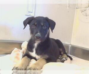 Siberian Husky-Unknown Mix Dogs for adoption in Sacramento, CA, USA