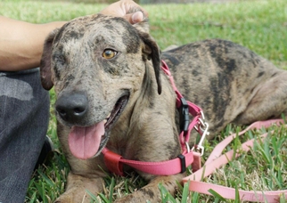 Medium Photo #1 Catahoula Leopard Dog-Unknown Mix Puppy For Sale in Fort Lauderdale, FL, USA