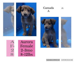 Australian Retriever Dogs for adoption in Virginia Beach, VA, USA