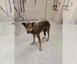 German Shepherd Dog-Unknown Mix Dogs for adoption in Conroe, TX, USA