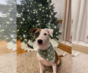 Labrador Retriever-Unknown Mix Dogs for adoption in Minneapolis, MN, USA