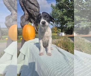 Borador Dogs for adoption in SHERBURNE, NY, USA