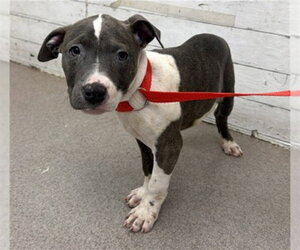 Mutt Dogs for adoption in San Bernardino, CA, USA