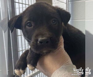 Lab-Pointer Dogs for adoption in Washington, DC, USA