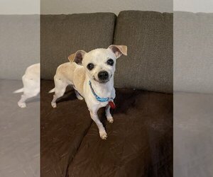 Chihuahua Dogs for adoption in Phoenix, AZ, USA