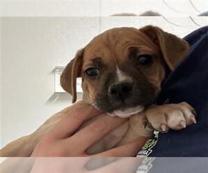 French Bulldog-Unknown Mix Dogs for adoption in Bakersfield, CA, USA