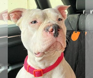 American Pit Bull Terrier Dogs for adoption in Denton, TX, USA