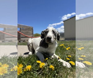 Catahoula Leopard Dog Dogs for adoption in MIDWAY, UT, USA