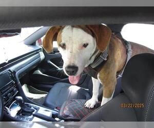 Treeing Walker Coonhound Dogs for adoption in Ocala, FL, USA
