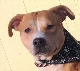 American Pit Bull Terrier Dogs for adoption in Mukwonago, WI, USA