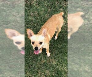 Chihuahua Dogs for adoption in Rancho Santa Margarita, CA, USA