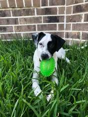 Lab-Pointer Dogs for adoption in Missouri City, TX, USA