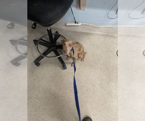 American Staffordshire Terrier-Unknown Mix Dogs for adoption in Tallahassee, FL, USA