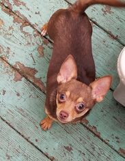 Chihuahua Dogs for adoption in Cary, NC, USA
