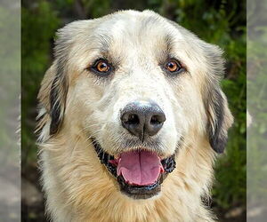 Great Pyrenees Dogs for adoption in Albuquerque, NM, USA