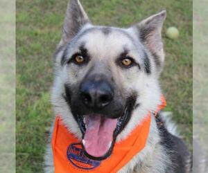 German Shepherd Dog Dogs for adoption in Oxford, MS, USA