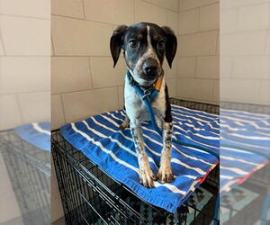 Beagle-Unknown Mix Dogs for adoption in Waterford, VA, USA